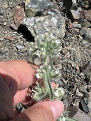 Oreocarya thompsonii