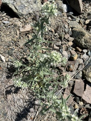 Oreocarya thompsonii