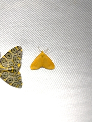 Eudulini