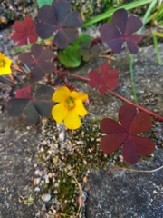 Oxalis corniculata