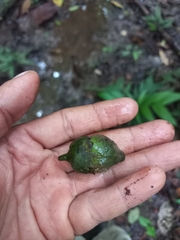 Quararibea asterolepis