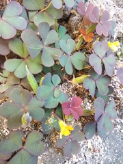 Oxalis corniculata