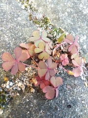 Oxalis corniculata