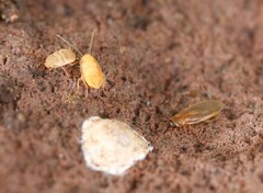 Compsodes schwarzi