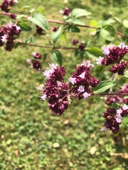 Origanum vulgare