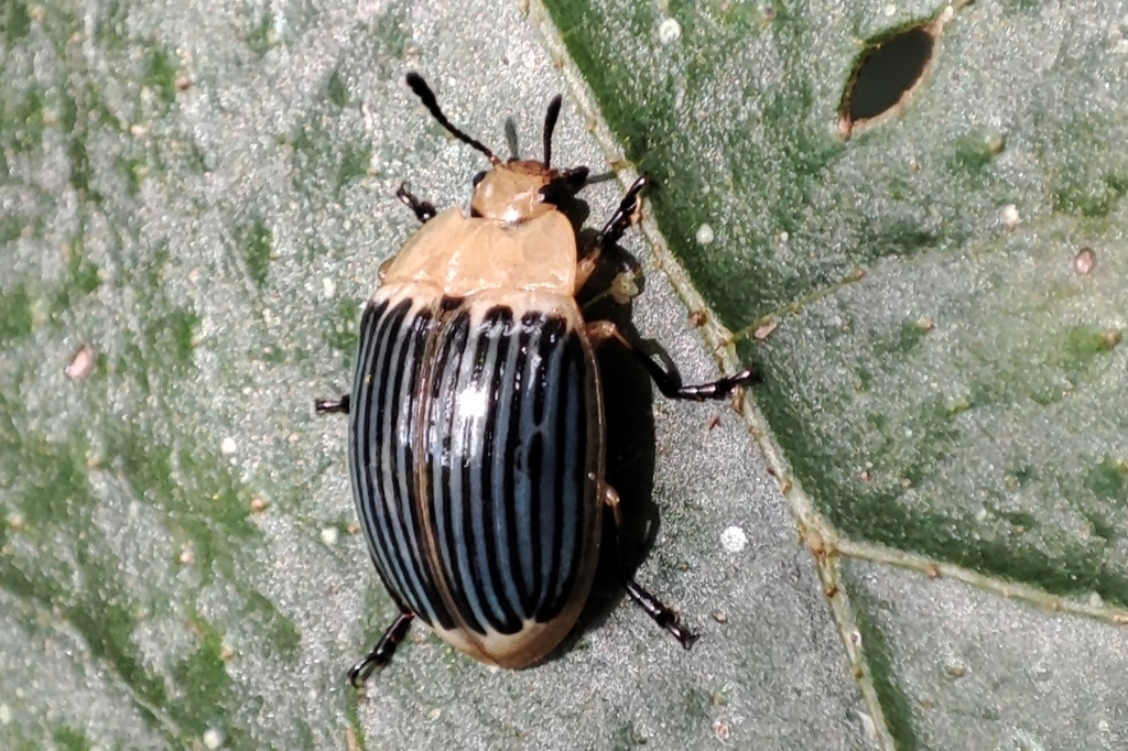 Iphiclus grammicoides