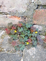 Oxalis corniculata