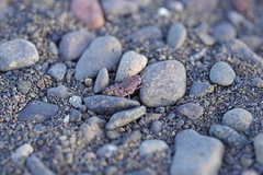 Sphingonotus sublaevis