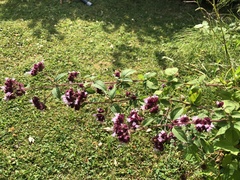 Origanum vulgare