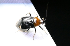 Deraeocoris ater
