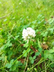 Trifolium repens