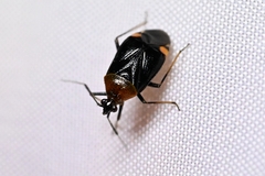 Deraeocoris ater