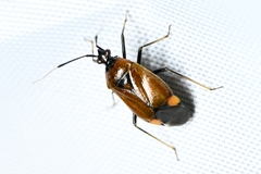 Deraeocoris ater