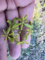 Lomatium brandegeei