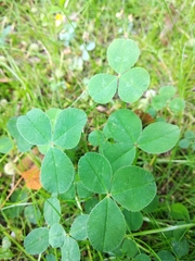 Trifolium repens