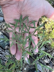 Lomatium brandegeei