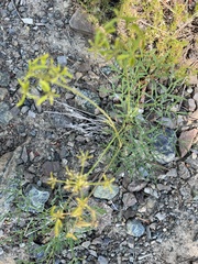 Lomatium brandegeei