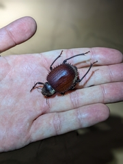 Prionotheca coronata