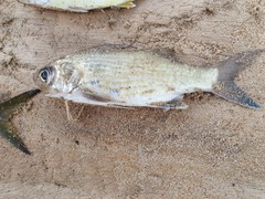 Galeoides decadactylus