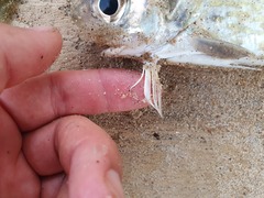 Galeoides decadactylus