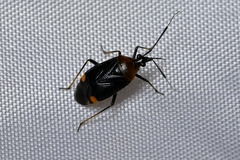 Deraeocoris ater