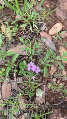 Dyschoriste linearis