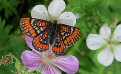 Euphydryas gillettii