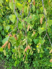 Betula papyrifera