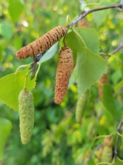Betula papyrifera