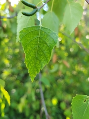 Betula papyrifera