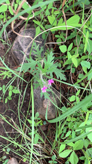 Glandularia chiricahensis