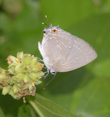 Strephonota tephraeus