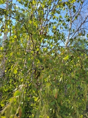 Betula papyrifera