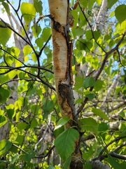 Betula papyrifera