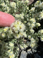 Galium serpenticum