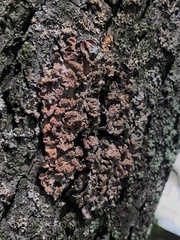 Pleurosticta acetabulum