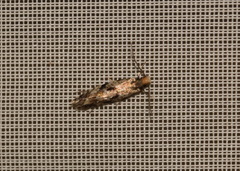 Nemapogon ruricolella