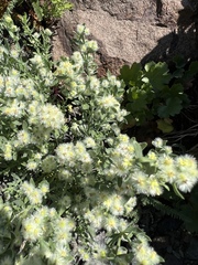 Galium serpenticum