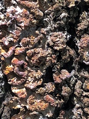 Pleurosticta acetabulum