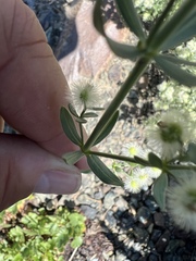 Galium serpenticum