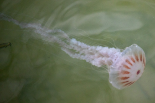 Bay Nettle, photo 2 of 10