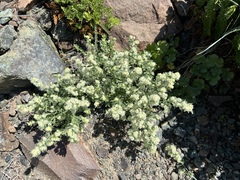 Galium serpenticum