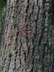 Pleurosticta acetabulum