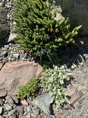 Galium serpenticum