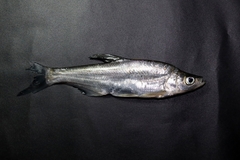 Chanodichthys dabryi