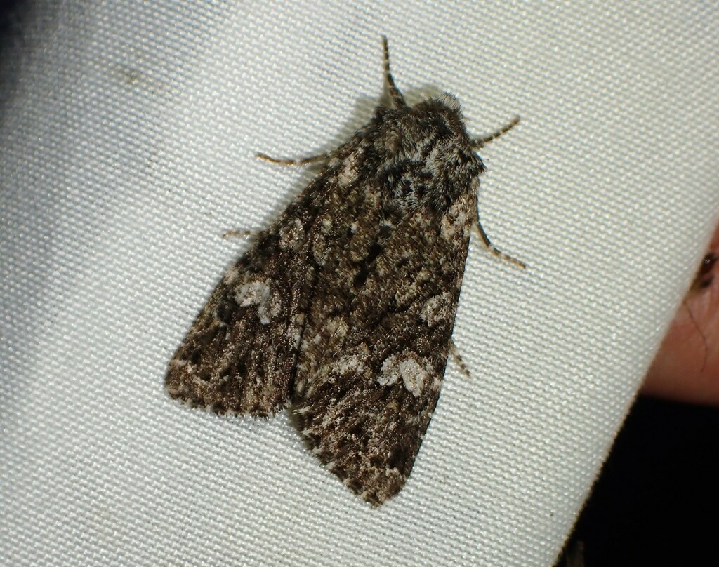 godbearer moth