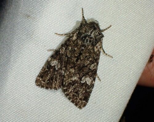 godbearer moth