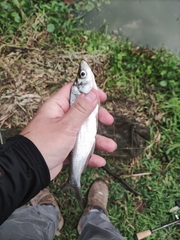 Chanodichthys dabryi