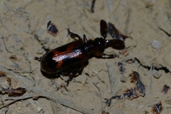 Platyrhopalus davidis