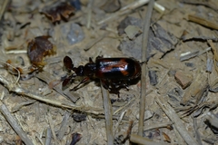 Platyrhopalus davidis